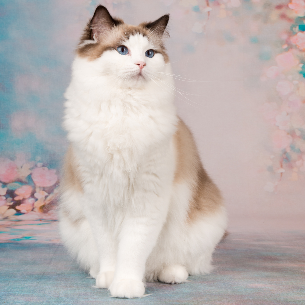 cat posing for a picture