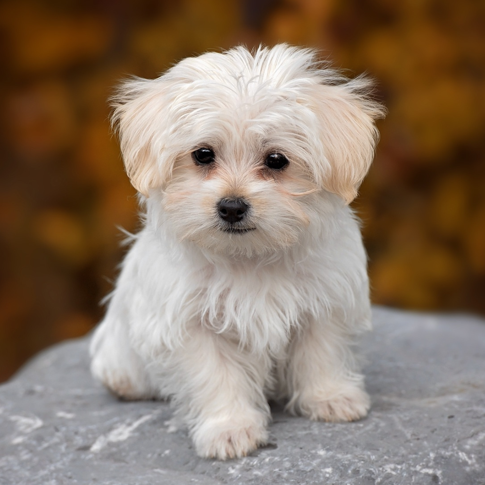 white dog perched on rock