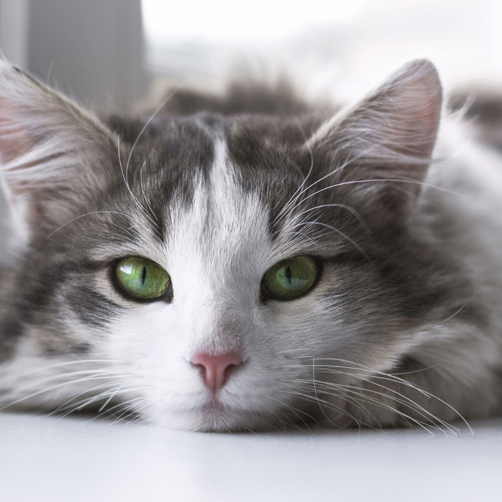 grey and white cat looking at camera