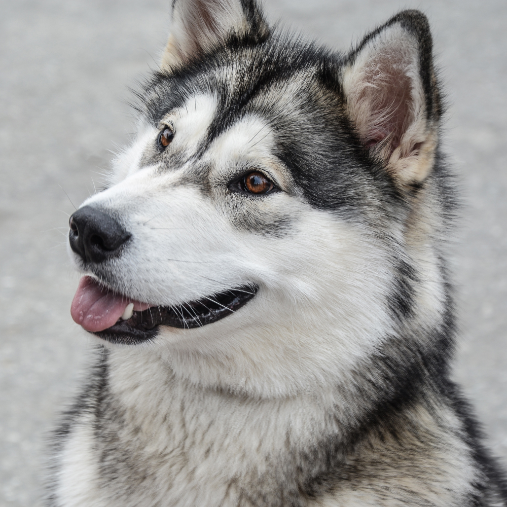 dog smiling outside