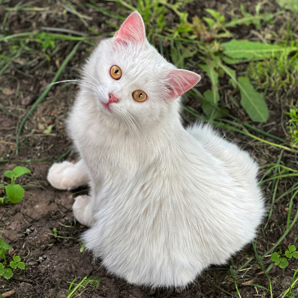white cat with brown eyes in grass
