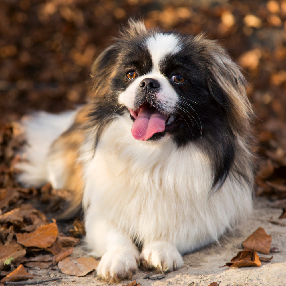 dog smiling outside by leaves