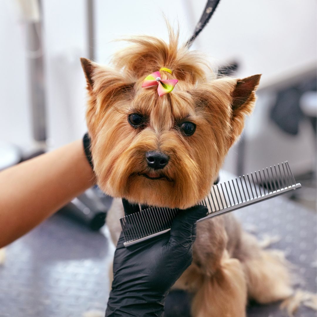 dog-haircut-with-bow dog grooming