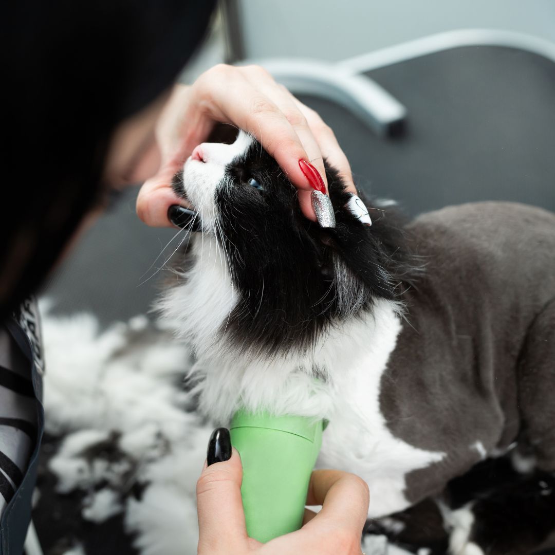 dog grooming