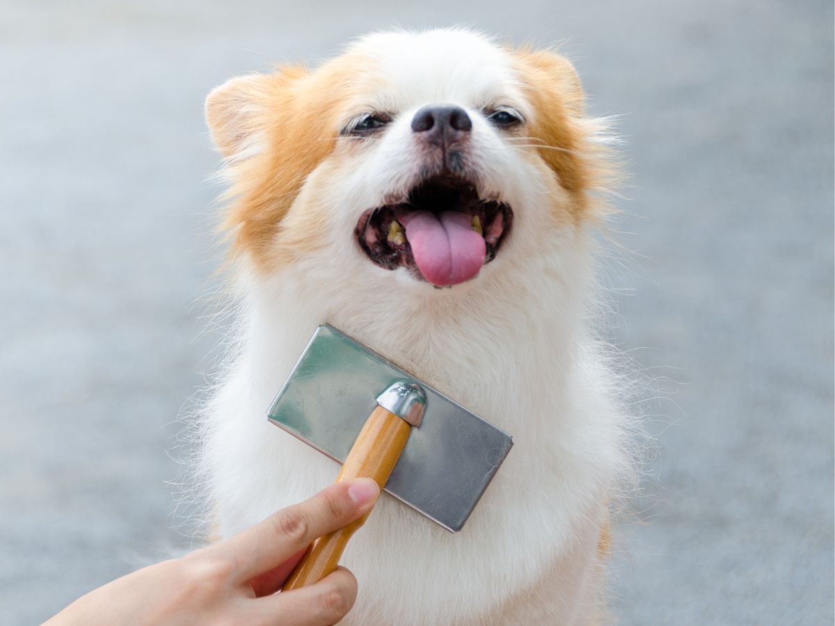 two dogs